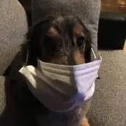 けすこ