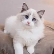 はなもも