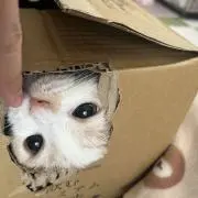 ねこりーの画像