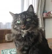 ゆずみかん