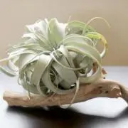 ★KOKO★の画像