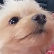 ろわのほっぺの画像