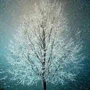 なみの画像