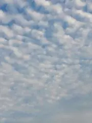 cotton
