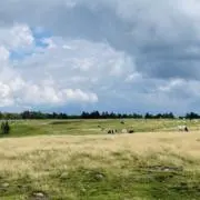 marcariの画像