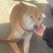 もんろーの画像