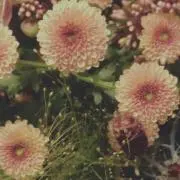 はなの画像