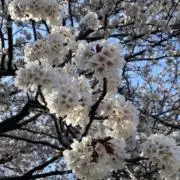 はなはなの画像