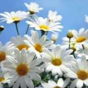 Ayaho☆の画像