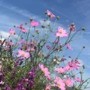 みづほの画像