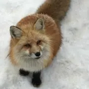 たびの画像