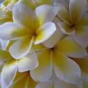 MAHALO☆の画像