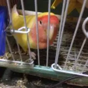 コロ助