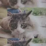 やち
