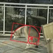 ワカルの画像