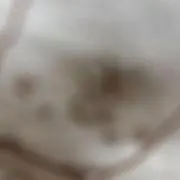 ur