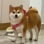 Rの画像