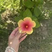 sasamiの画像
