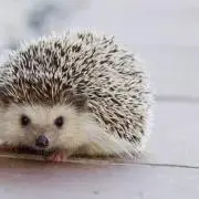 ヤング