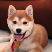 k.の画像