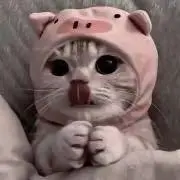 にゃん プロフ必読の画像