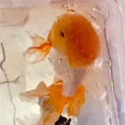 暖