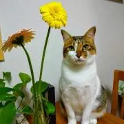 chachaの画像
