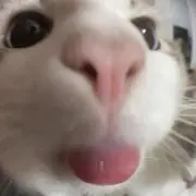 伊都の画像