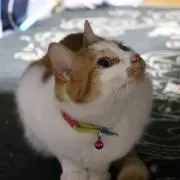pppp