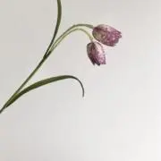カレンの画像