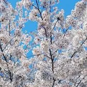 うみの画像