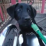 はなの画像