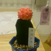 ゆきちゃんの画像