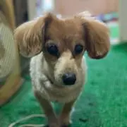 トム