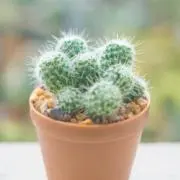 まーちんの画像