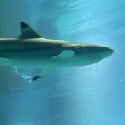 もちもちの画像