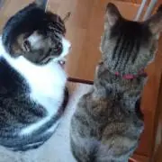 ちいちょこにゃん^ - ^の画像