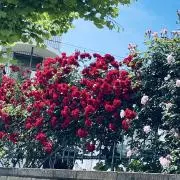 しののかの画像