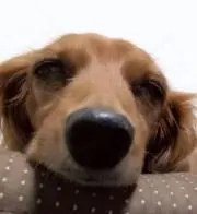 マカロン