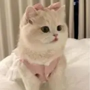 Aの画像