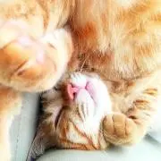 えとーの画像