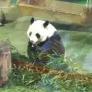 めりこの画像