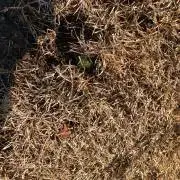 BEESの画像