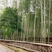 ぴこの画像
