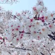 つばさの画像