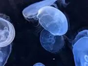 ゆきの画像