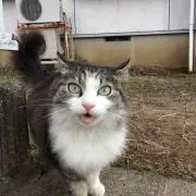 ねこの画像