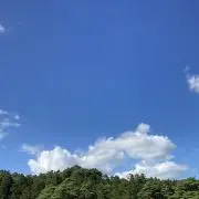 サンフラワー♬の画像