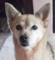 コロコロ