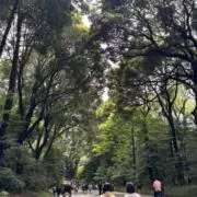 クスノキの画像